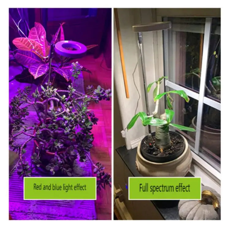 Angel Ring LED Grow Light